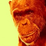 Cimpanzeii din labirintul virtual