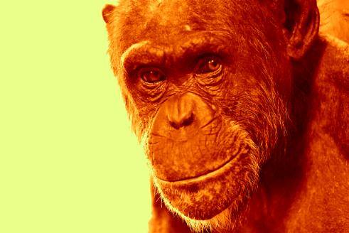 Cimpanzeii din labirintul virtual